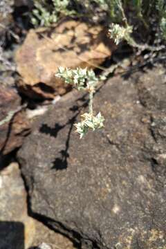 Image of slender cudweed