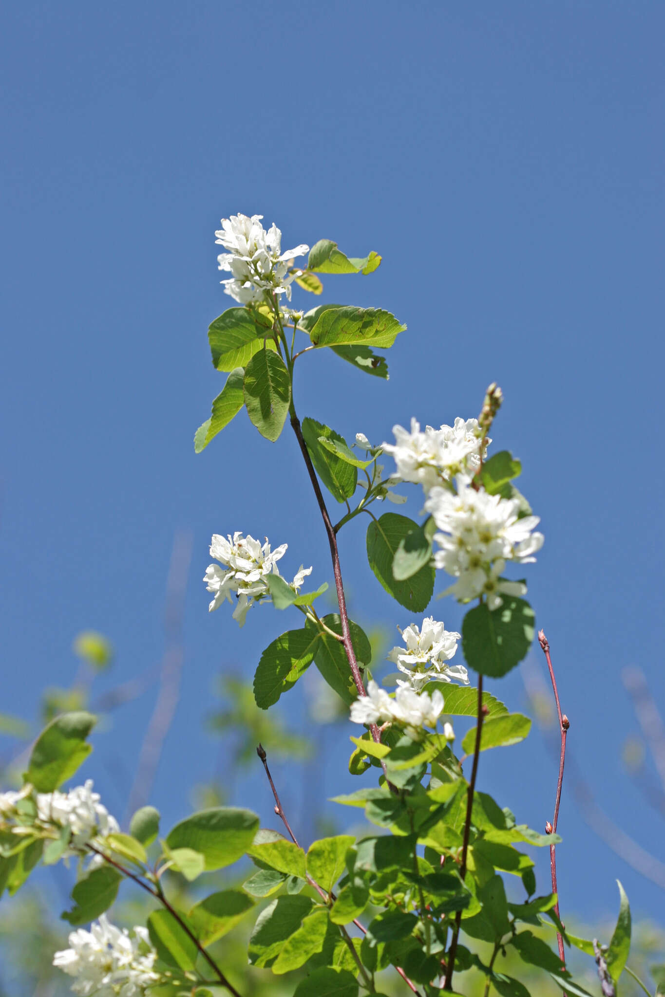 Image of Saskatoon serviceberry