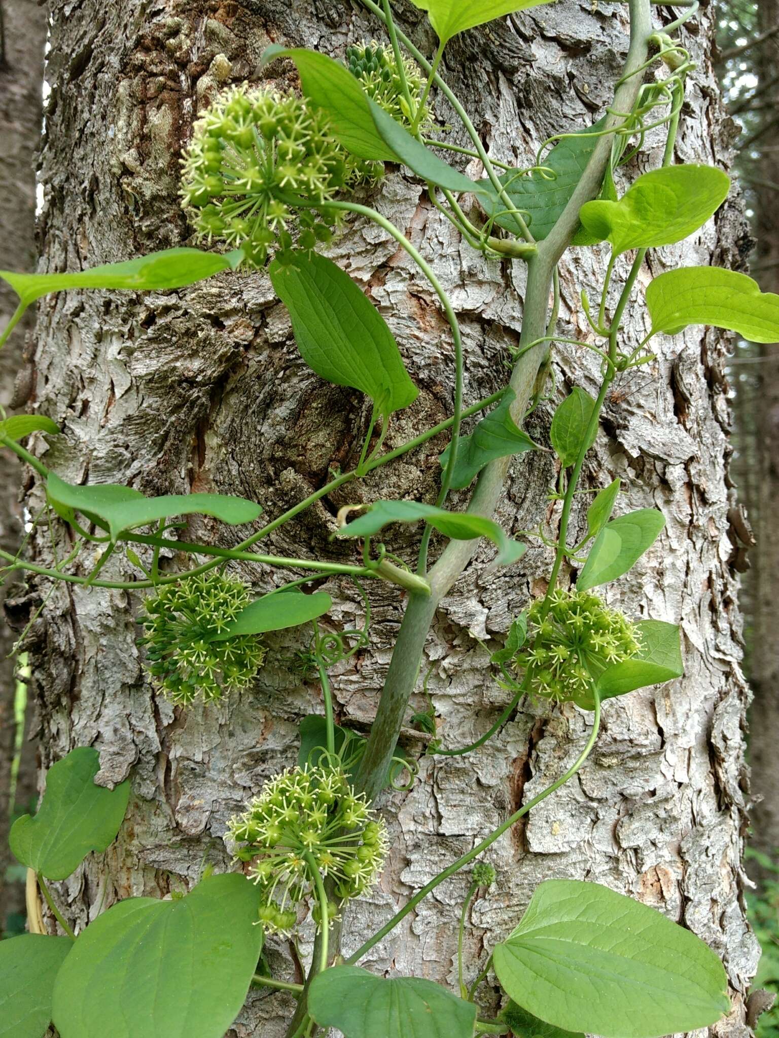 Image of Blue Ridge carrionflower