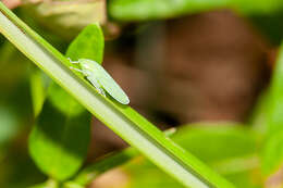 Image of Gyponana (Gyponana) tenella (Spångberg 1878)