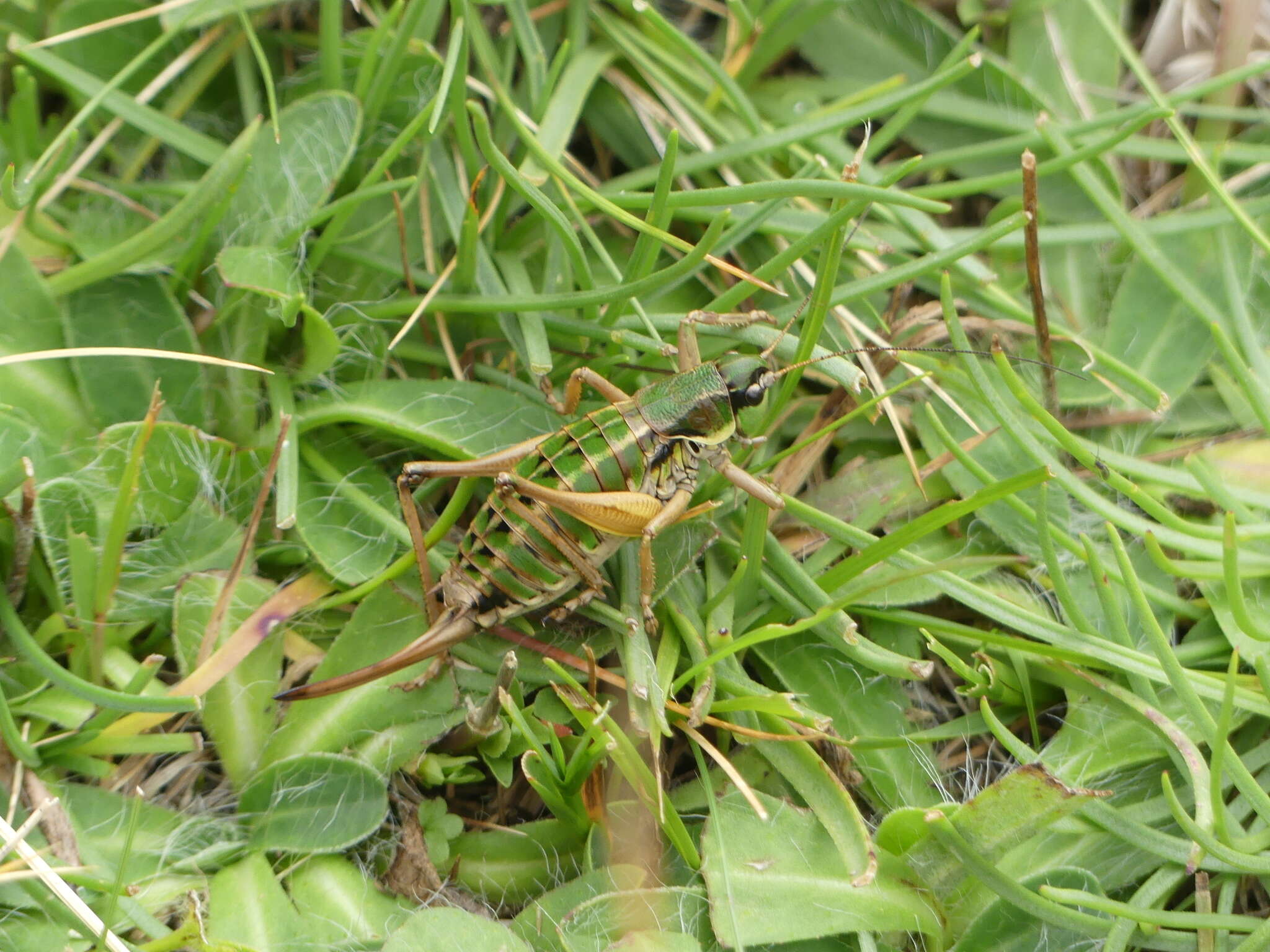 Image of Anonconotus mercantouri Galvagni & Fontana 2003