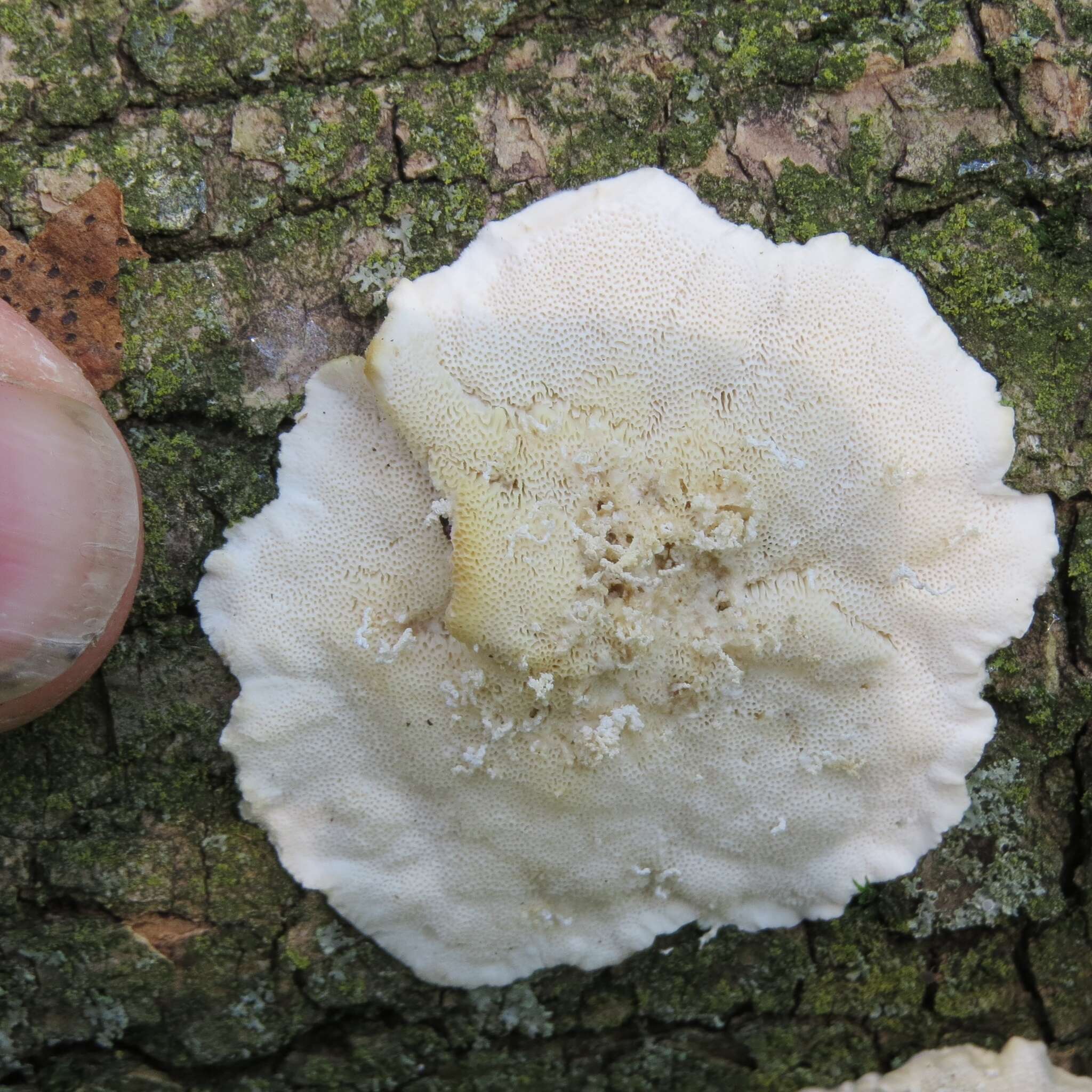 Image of White Cheese Polypore