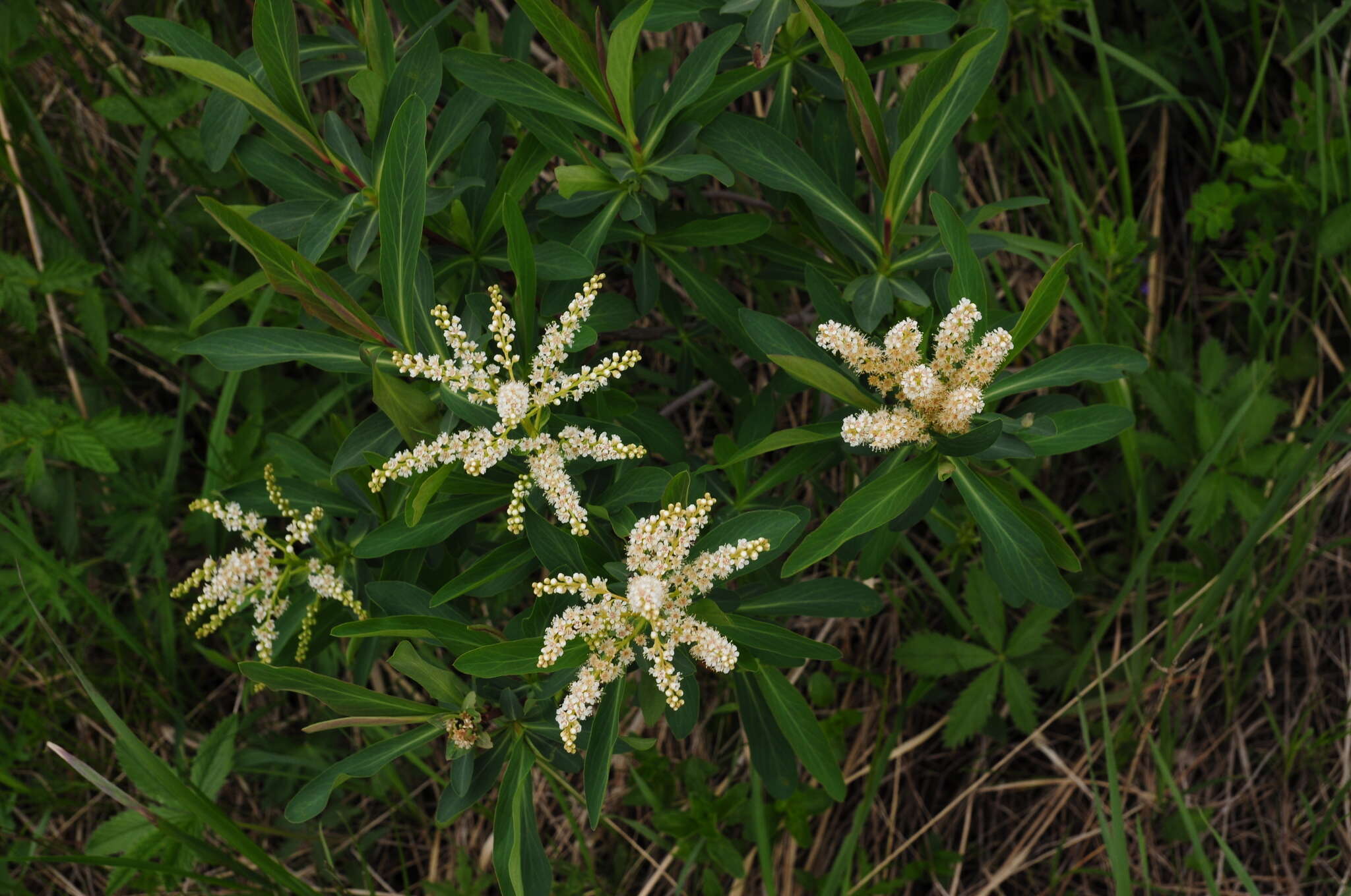 Image of Sibiraea laevigata (L.) Maxim.
