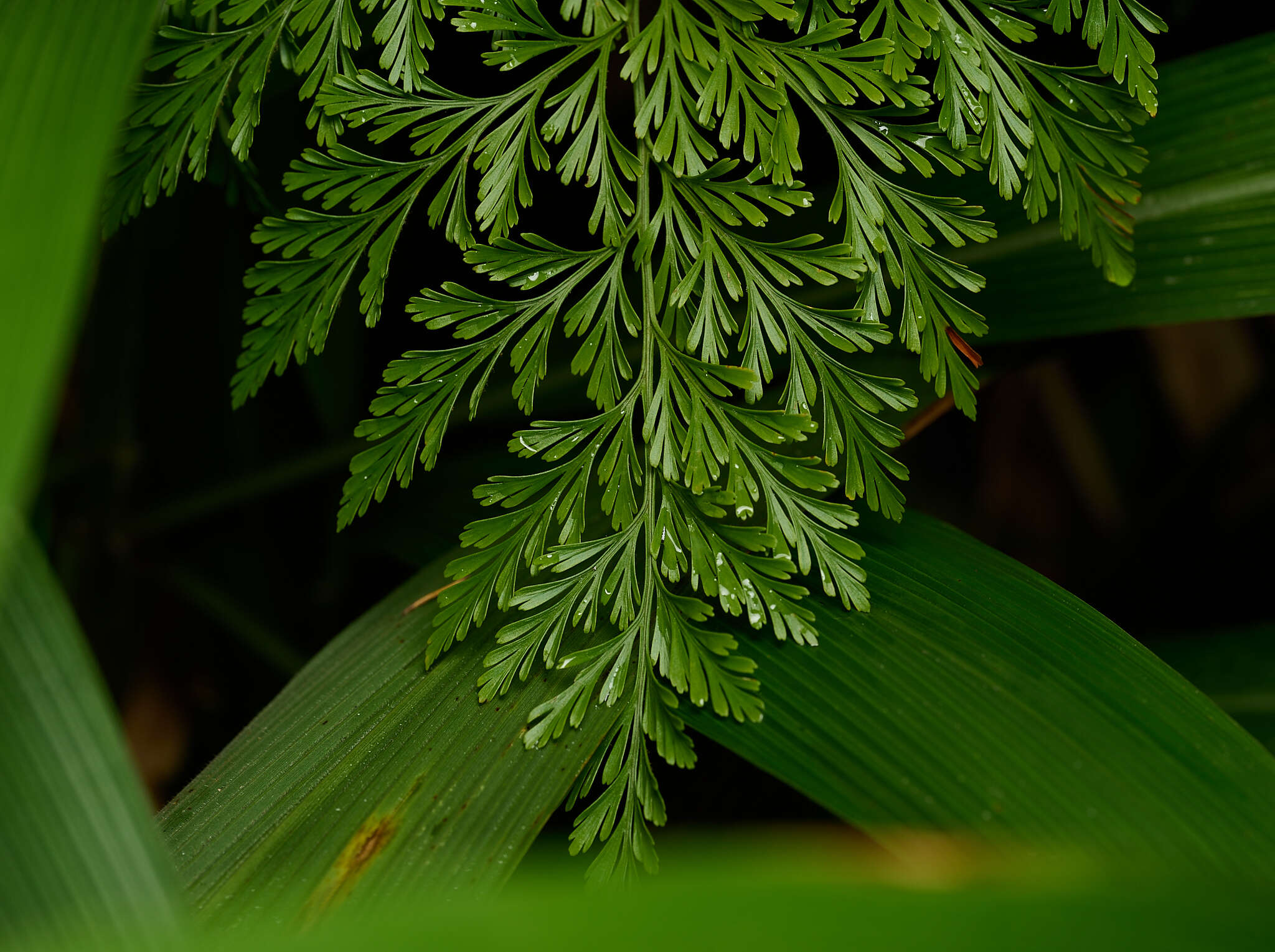 Image of Lacy hare’s-foot fern