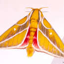 Image of Syssphinx gomezi Lemaire 1984