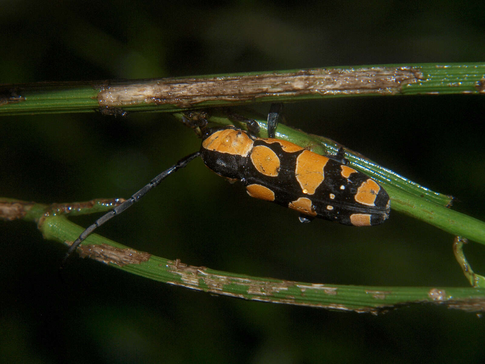 Image of Tragocephala pretiosa Hintz 1909