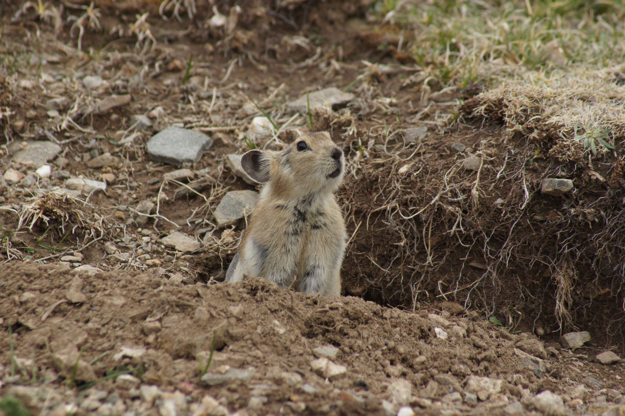 Image of Black-lipped Pika