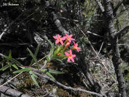 Image of Collomia biflora (Ruiz & Pav.) A. Brand