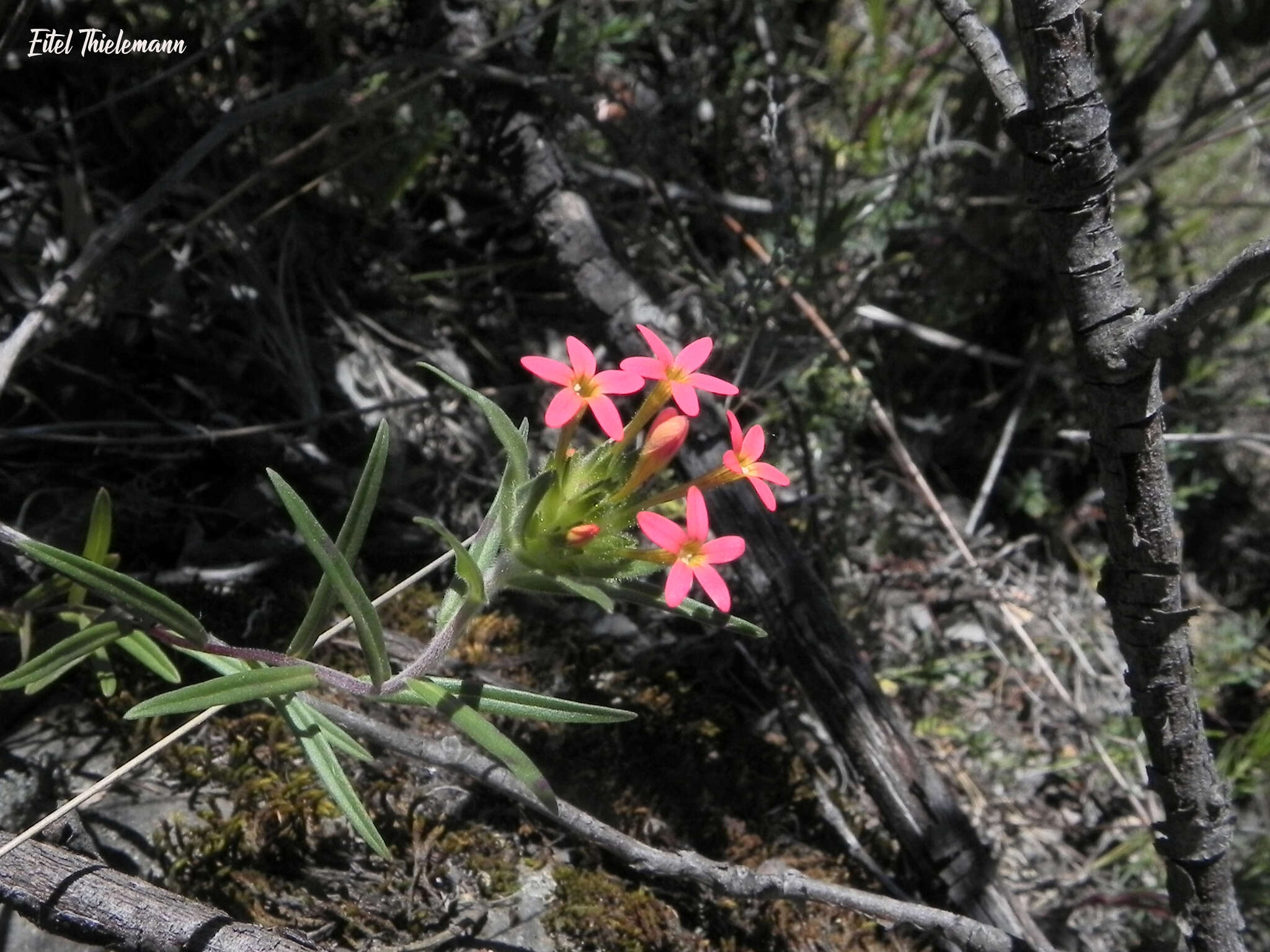 صورة Collomia biflora (Ruiz & Pav.) A. Brand