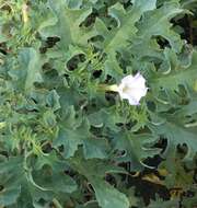 Image of Chinese thorn-apple