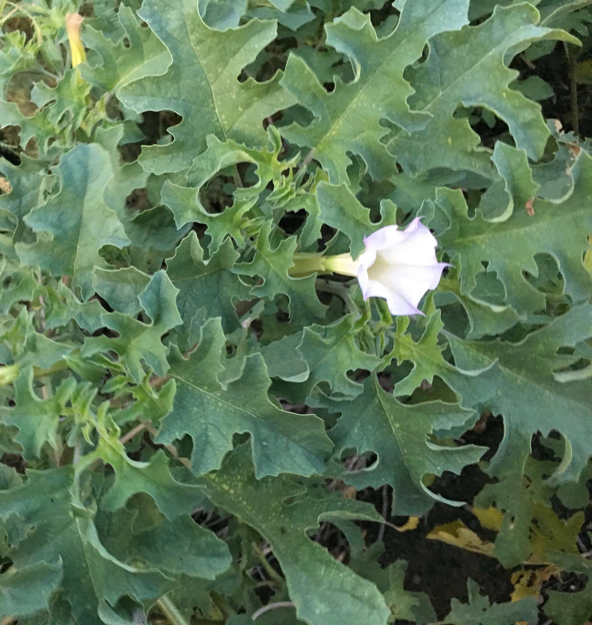 Image of Chinese thorn-apple