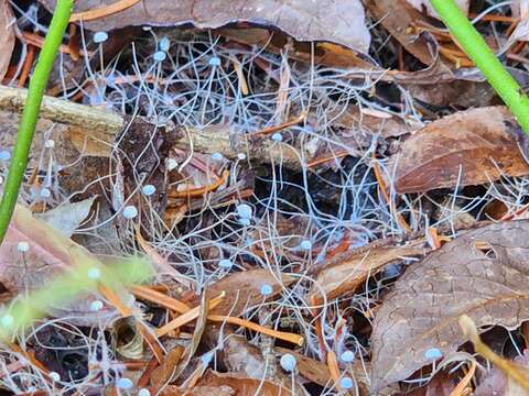 Слика од Marasmiellus filopes (Peck) Redhead 1980