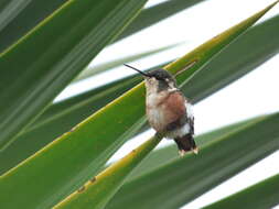 Image of White-bellied Woodstar