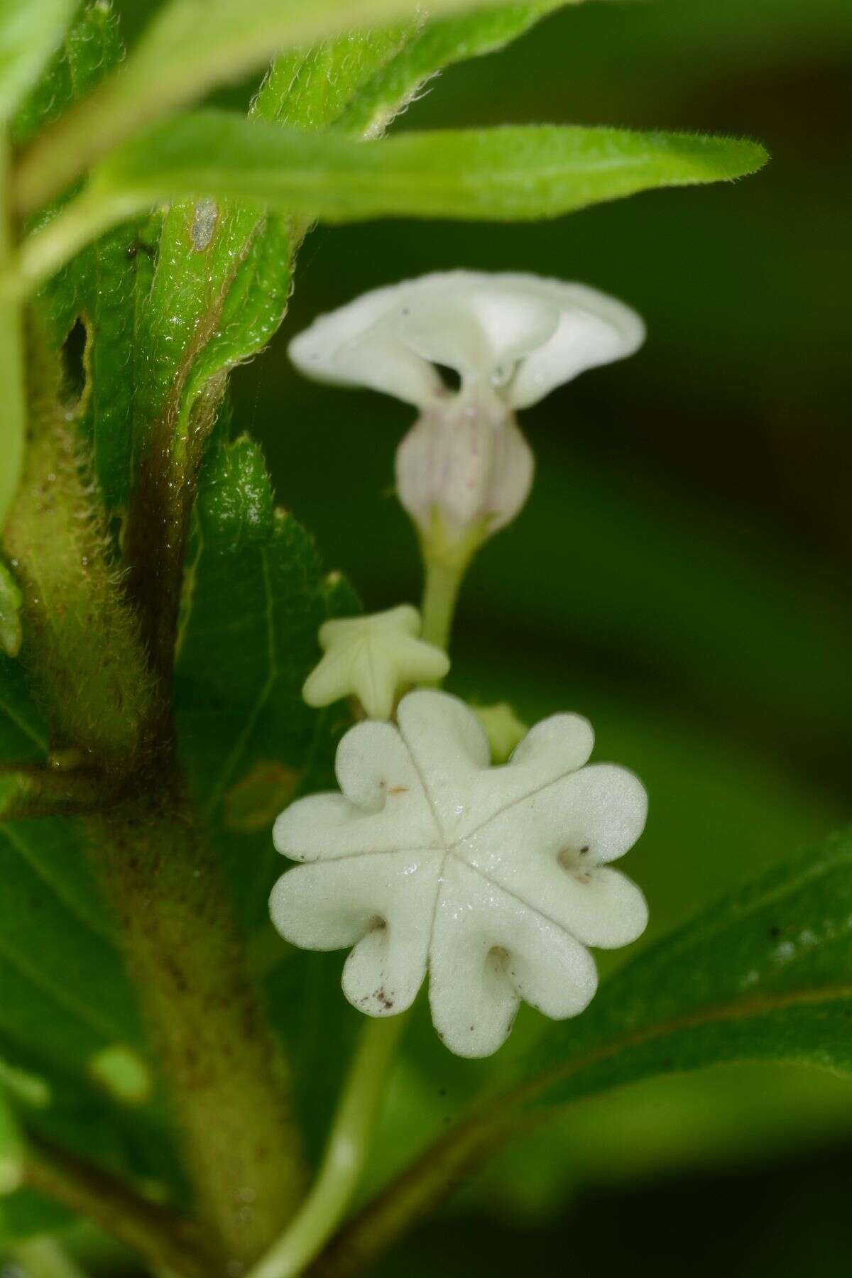 Image de Ceropegia santapaui Wadhwa & Ansari