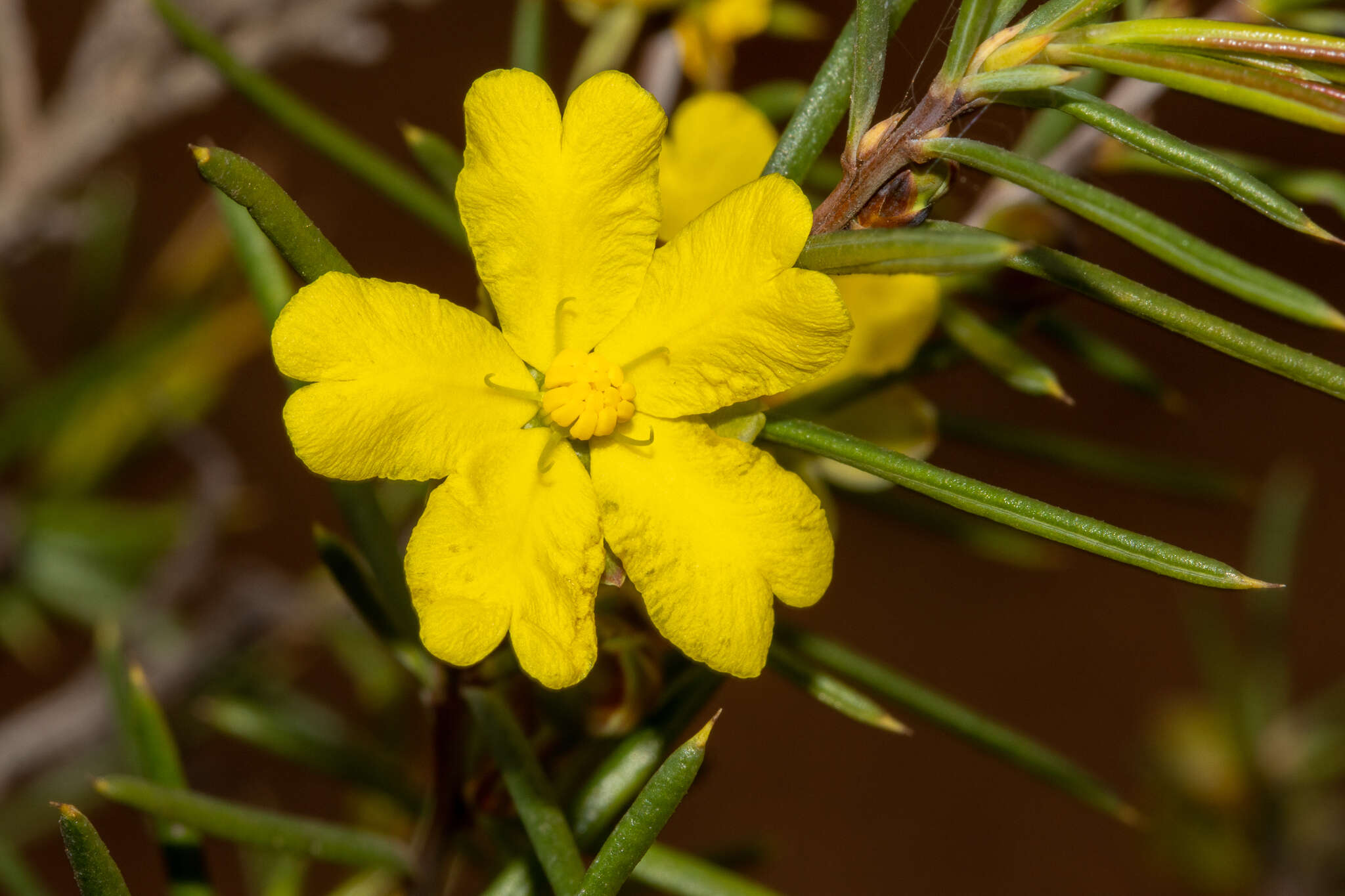 Image of Hibbertia exasperata (Steudel) Briq.