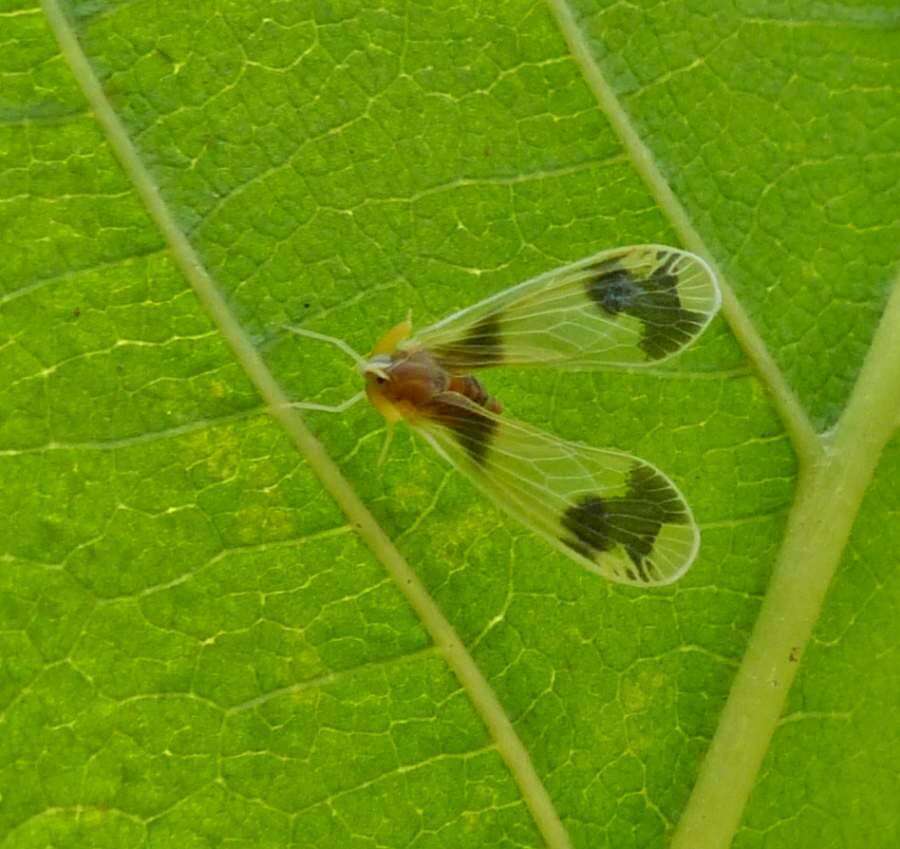 Image of Anotia uhleri (Van Duzee 1889)