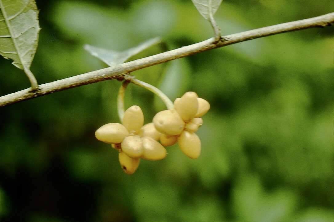 Image de Clarisia ilicifolia (Spreng.) Lanj. & Rossb.