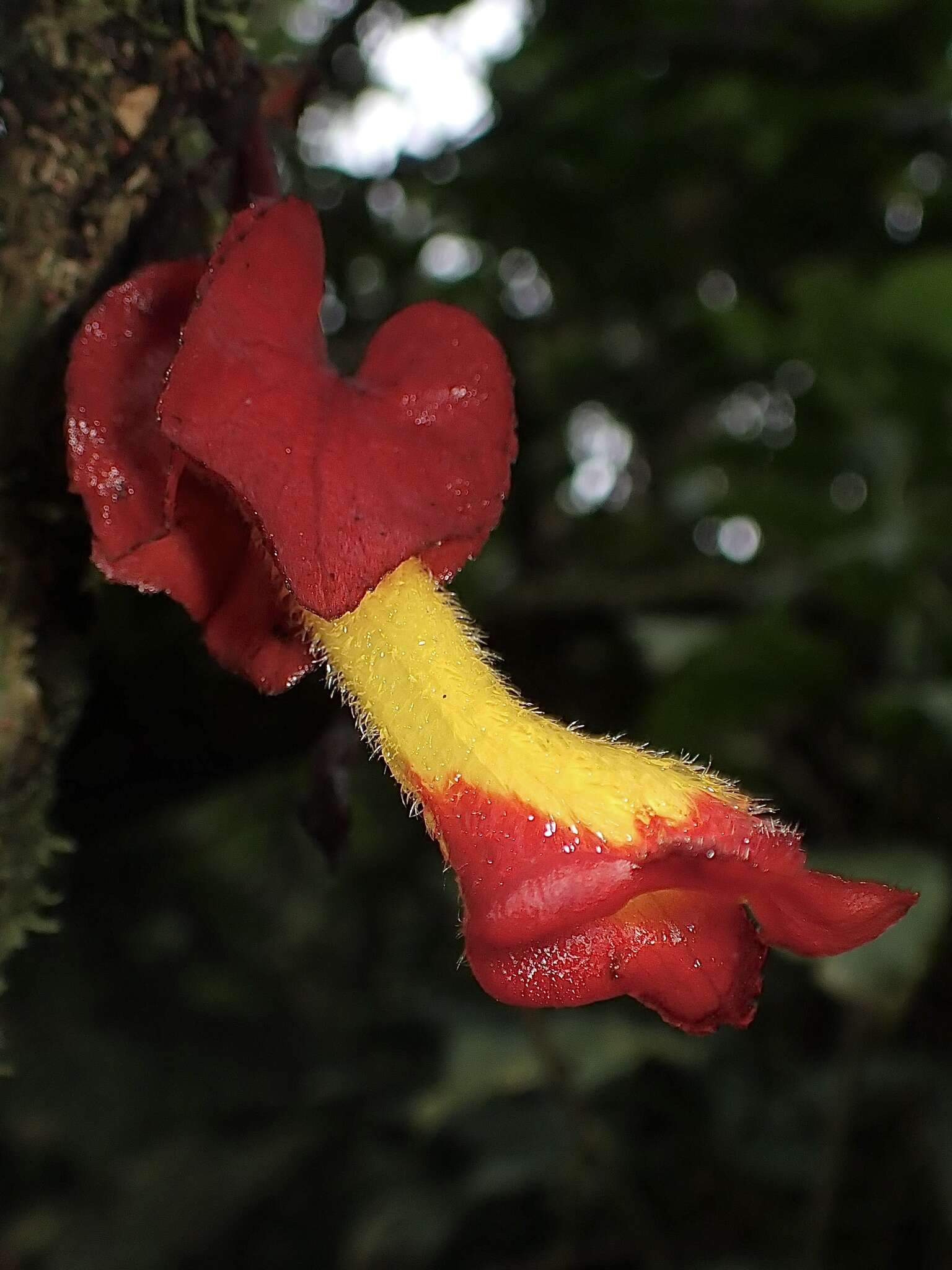 Image of Glossoloma tetragonoides (Mansf.) J. L. Clark