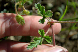 Image of geranium