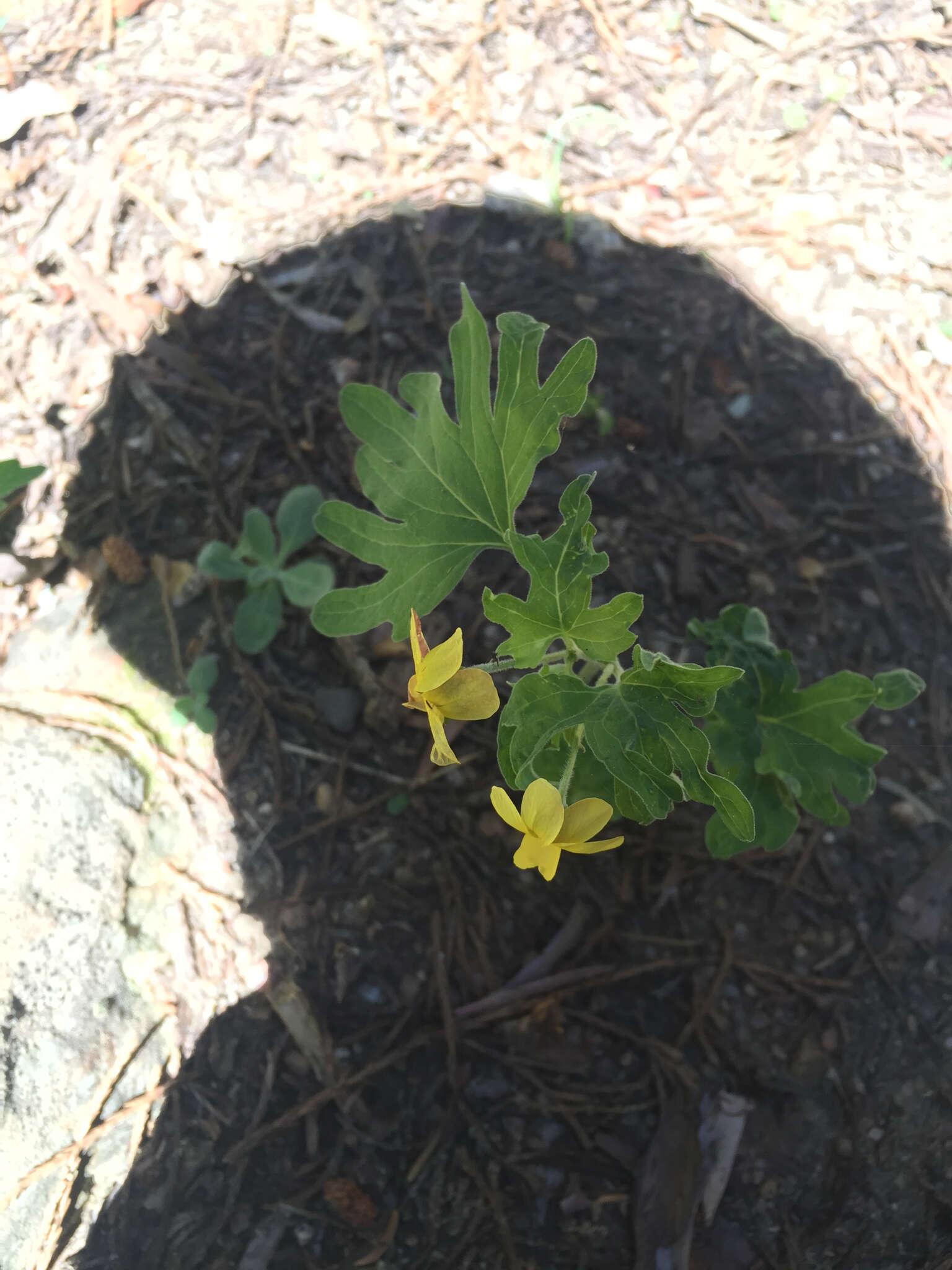 Image of pine violet