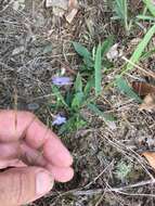 Image of Nuttall's lobelia