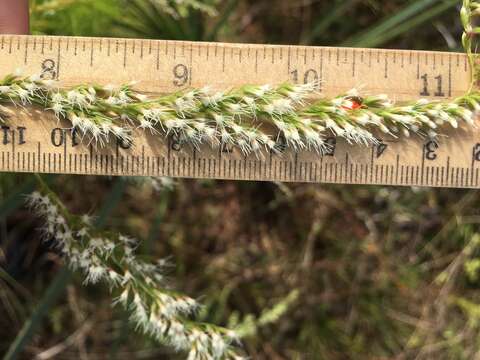 Imagem de Eupatorium leptophyllum DC.