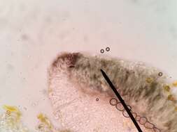 Image of Bacidina egenula (Nyl.) Vezda