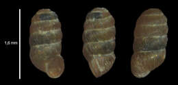 صورة Truncatellina cylindrica (A. Férussac 1807)