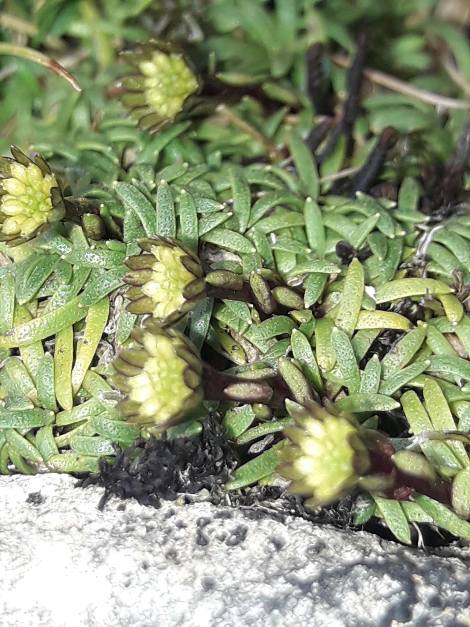 Image of Abrotanella pusilla (Hook. fil.) Hook. fil.