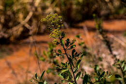 Heteromorpha arborescens var. collina (Eckl. & Zeyh.) Sond.的圖片