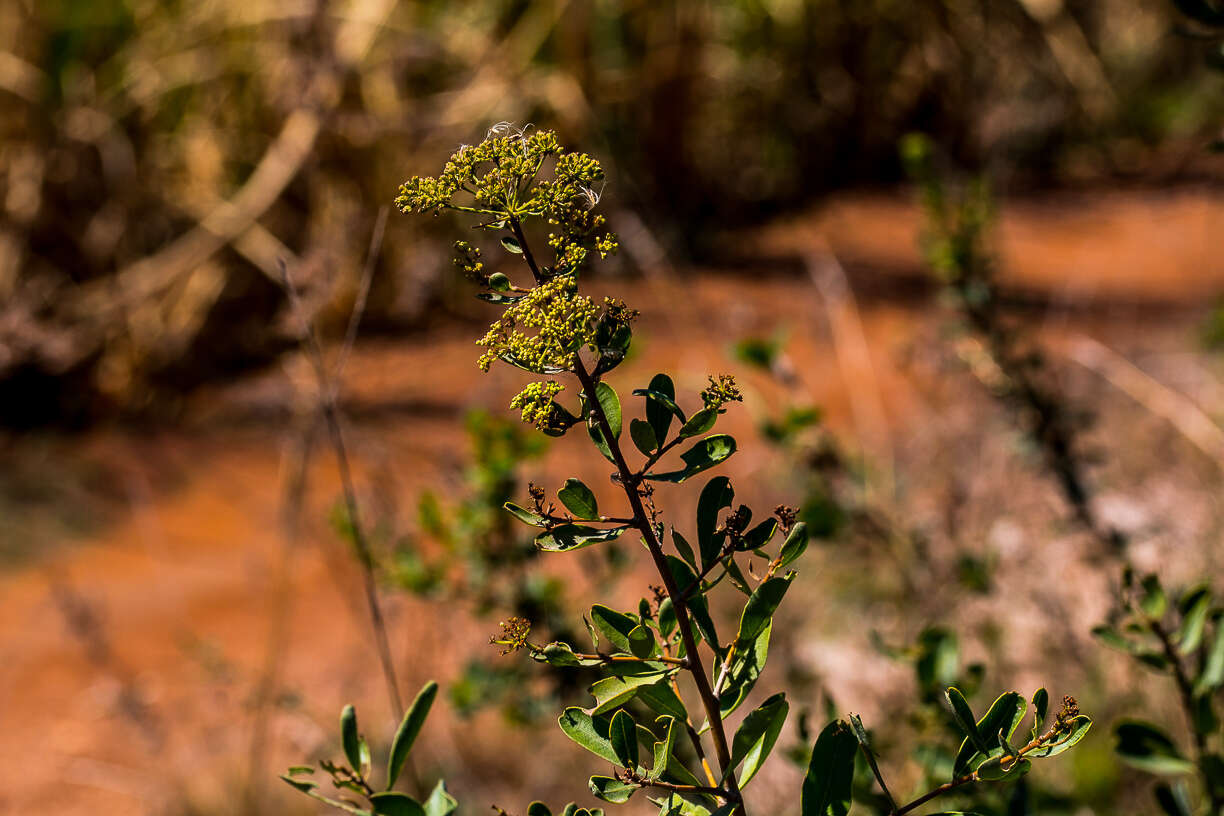 Image of Heteromorpha arborescens var. collina (Eckl. & Zeyh.) Sond.