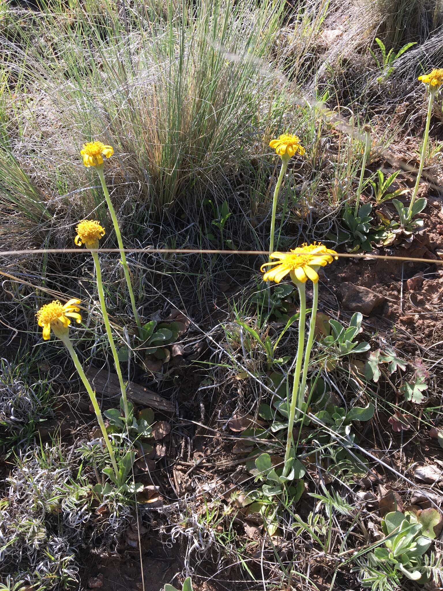 Image of Flagstaff ragwort