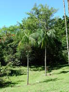 Image of Assai palm