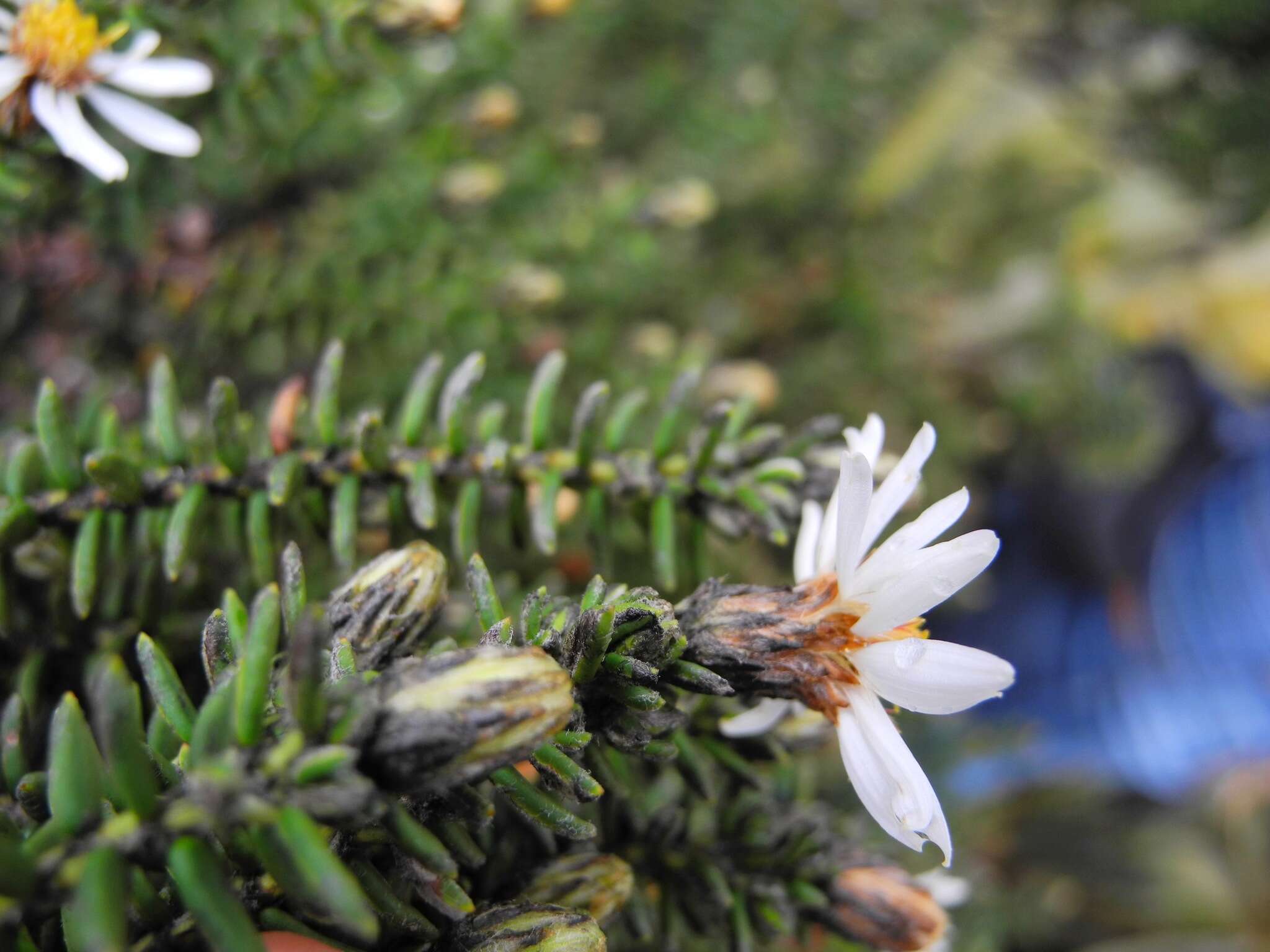 Image of Diplostephium spinulosum Wedd.