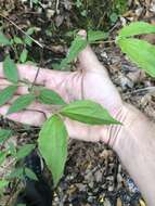 Image of scentless mock orange