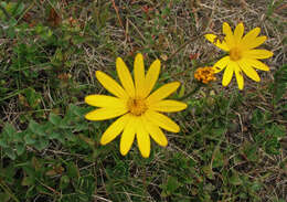 Image of <i>Osteospermum <i>polygaloides</i></i> var. polygaloides