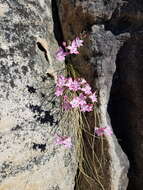 Image of Gladiolus cylindraceus G. J. Lewis