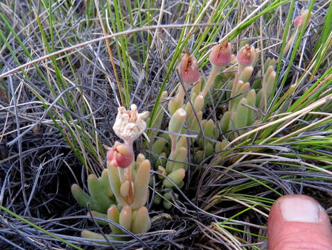 Image of Delosperma lootsbergense Lavis