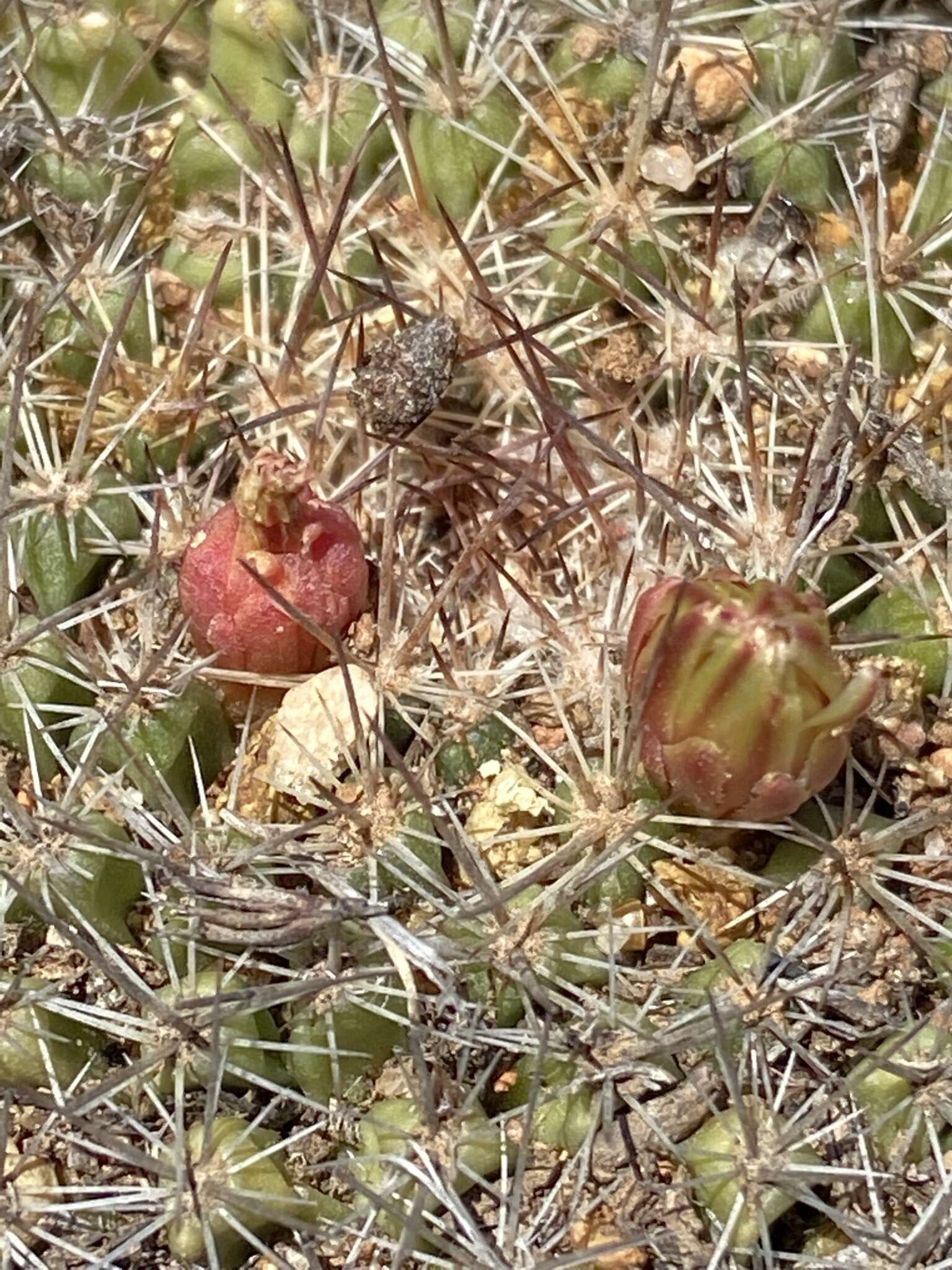 Image de Mammillaria brandegeei (J. M. Coult.) Engelm. ex K. Brandegee