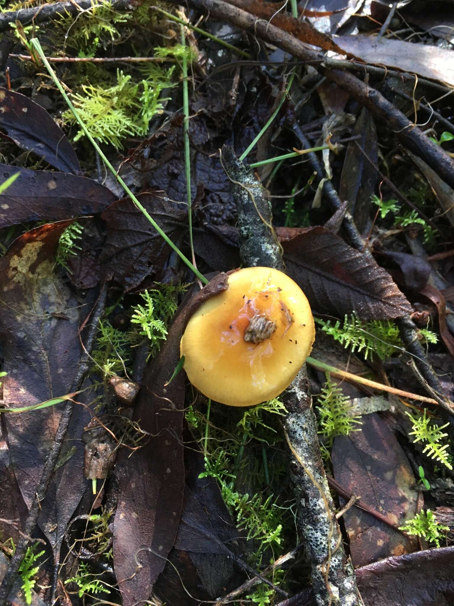 Image of Cortinarius sinapicolor Cleland 1933