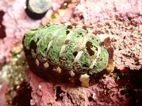 Image de Onithochiton quercinus (Gould 1846)