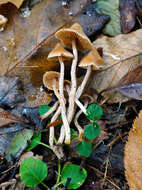 Image of Cortinarius acutus (Pers.) Fr. 1838