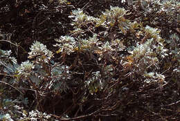 Imagem de Artemisia gorgonum Webb