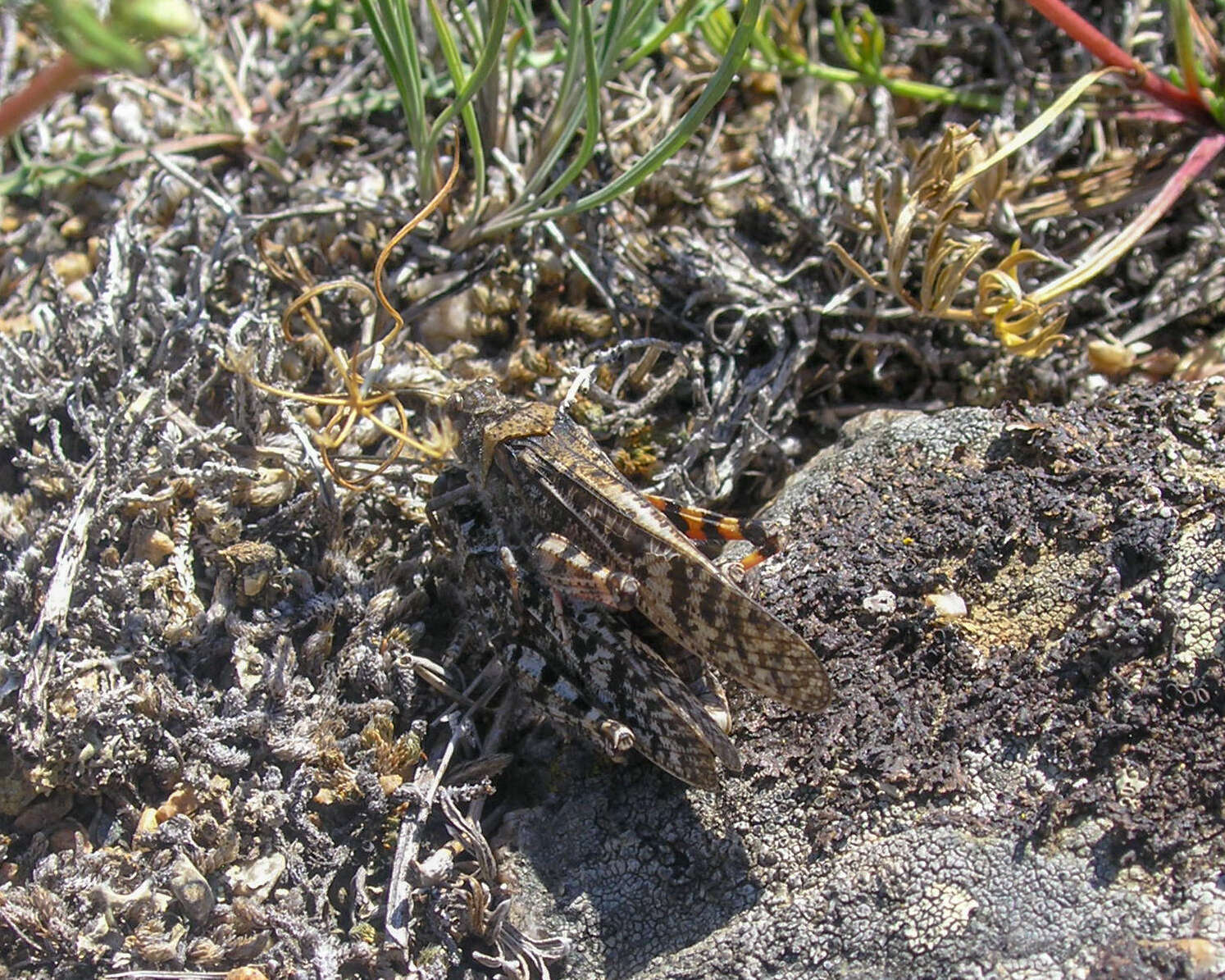 Angaracris barabensis (Pallas 1773) resmi