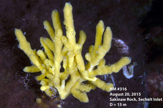 Image of ringed horny sponge