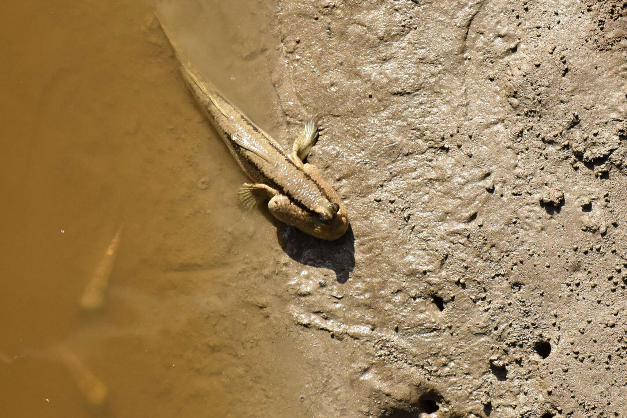 Image of Giant mudskipper