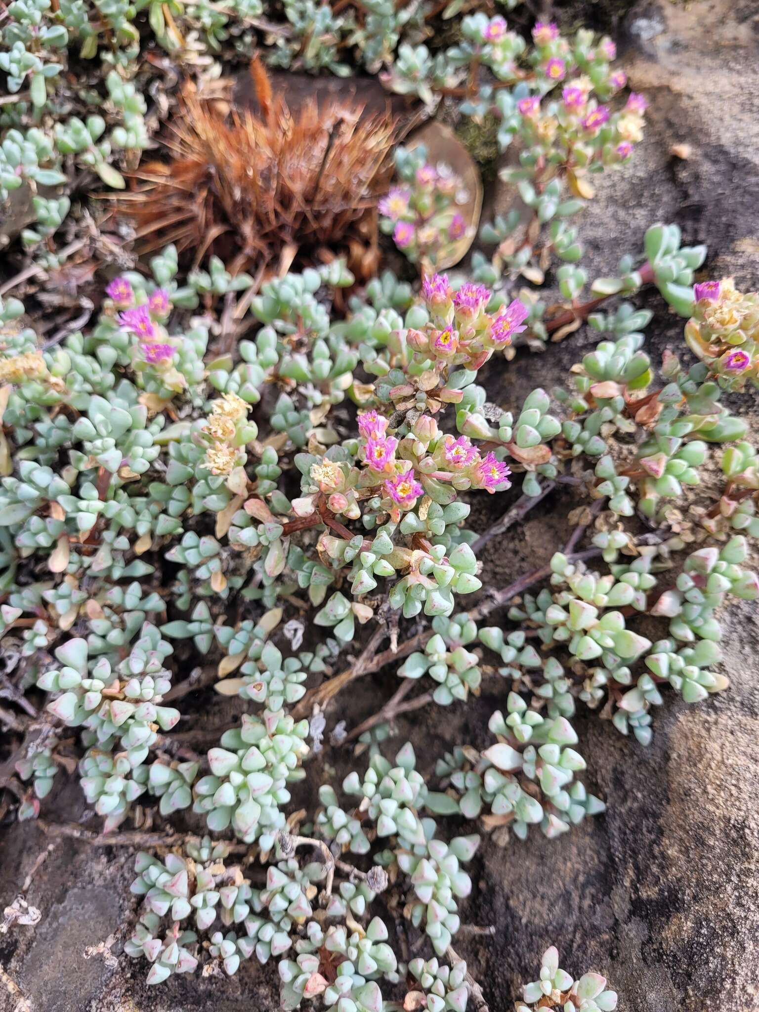 Imagem de Oscularia piquetbergensis (L. Bol.) H. E. K. Hartm.