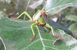 Image de Taphronota (Taphronota) calliparea (Schaum 1853)