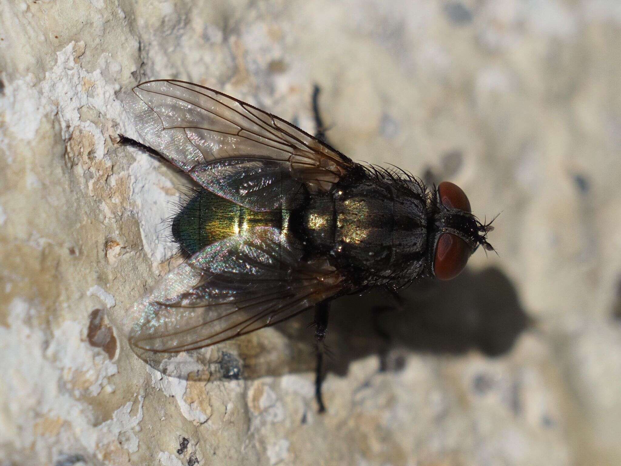 Image of Protocalliphora azurea (Fallen 1817)