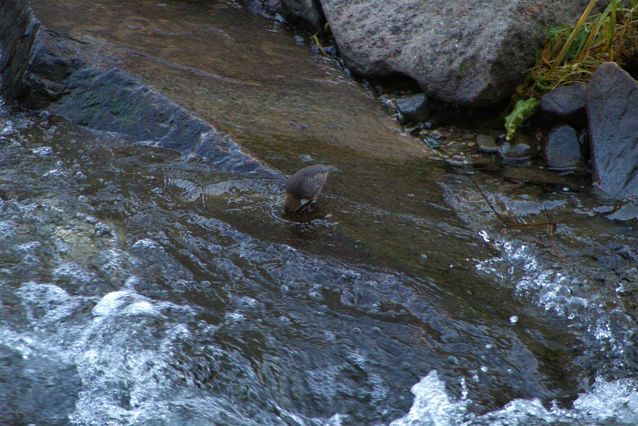 Image of Cinclus cinclus aquaticus (Bechstein 1797)